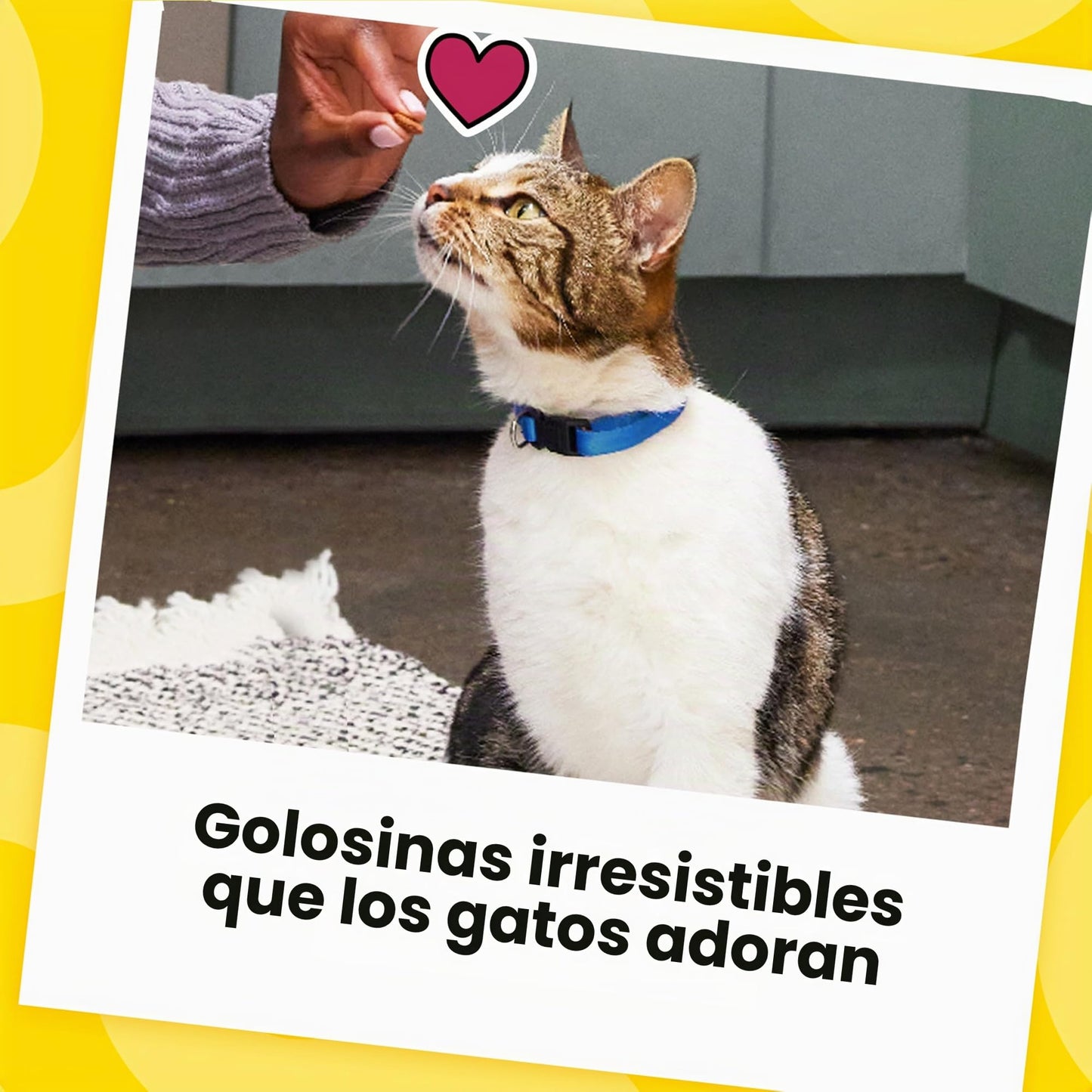 Temptations Salco Landon Tyler Gato Tratar Variedad Pack