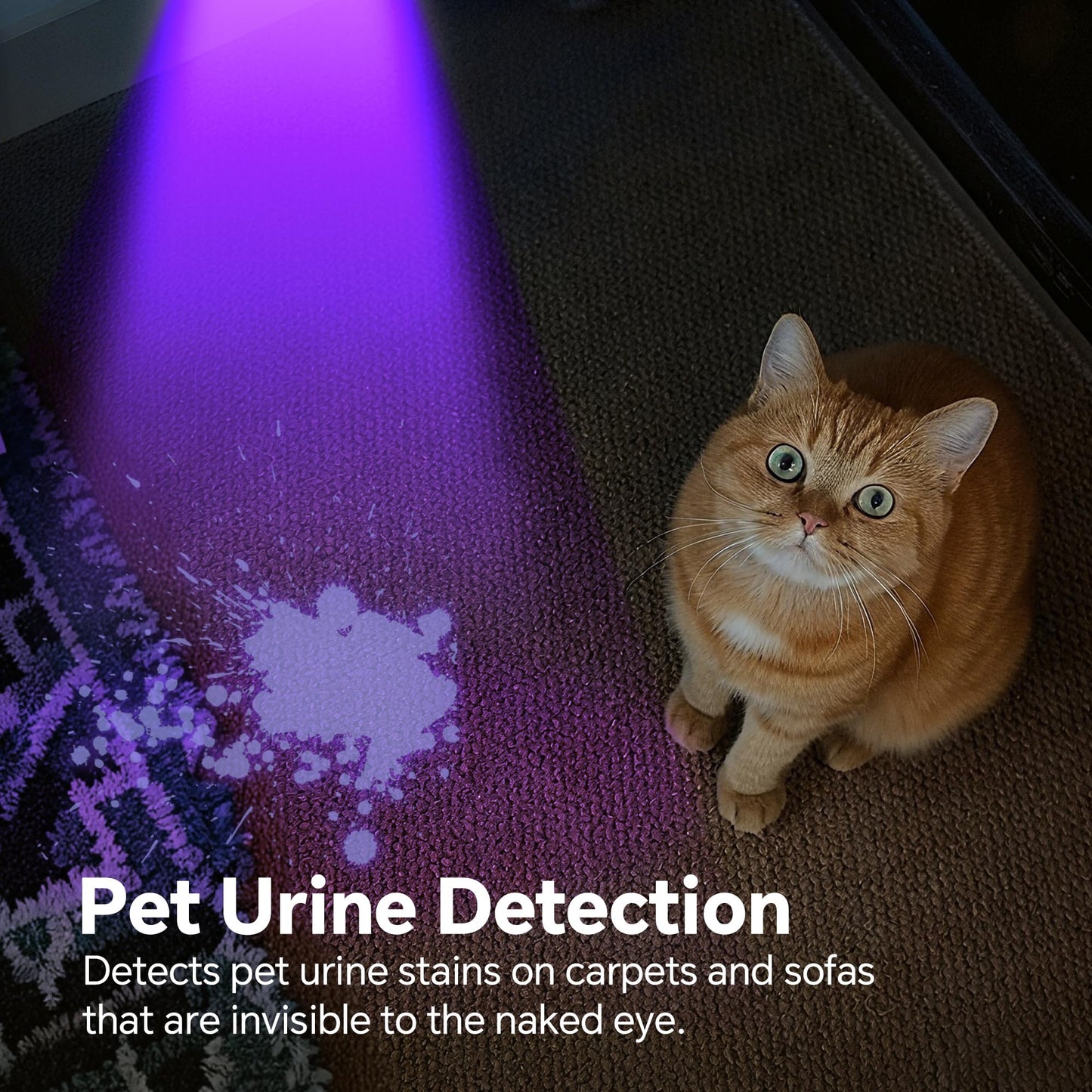 Dokhbem - Linterna de luz negra, 365 nm recargable con visualización LCD, potentes luces ultravioleta para detección de orina de mascotas, curado de resina, seguimiento de sangre, escorpión, vidrio de