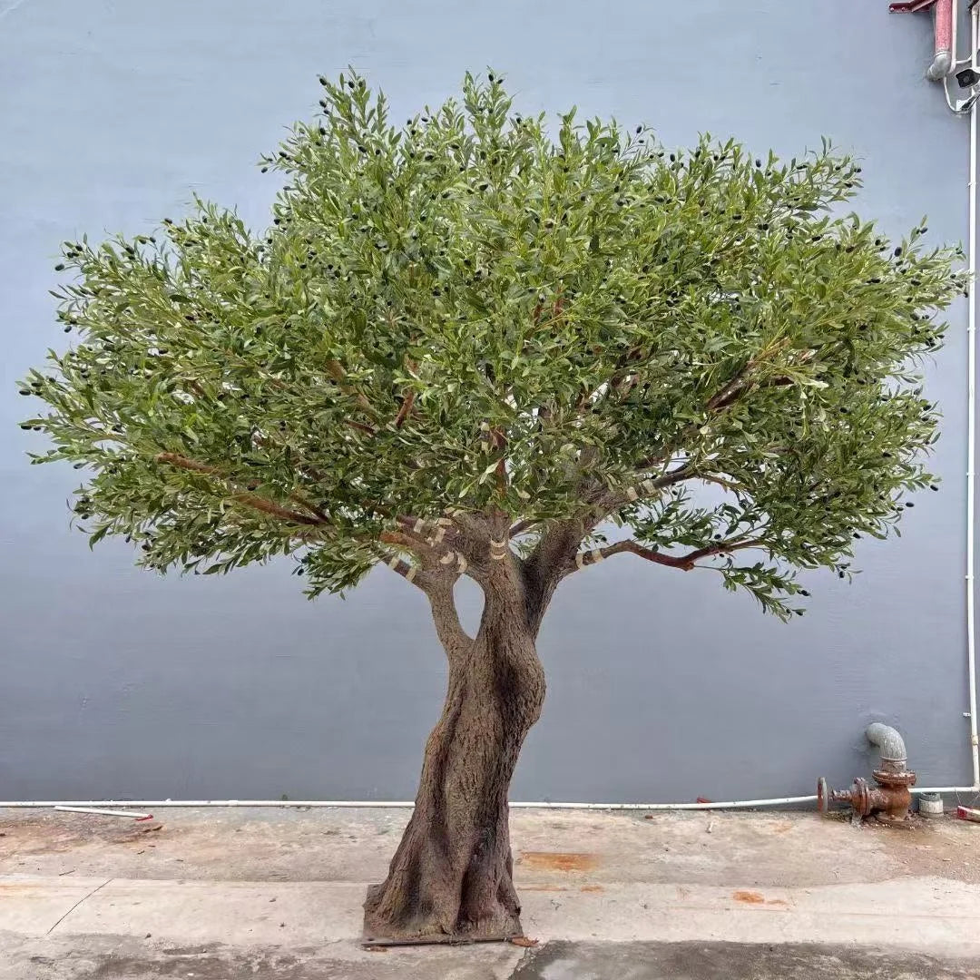 Garden Supplies Large Olive Tree 8ft Tall  in Stock Ready to Ship