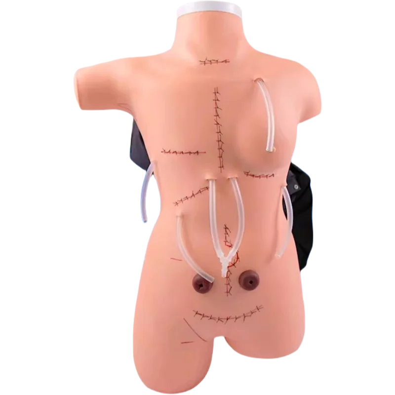 Medical Teaching Model Surgical Suture and Bandaging Display for Medical Science Medical Mannequin