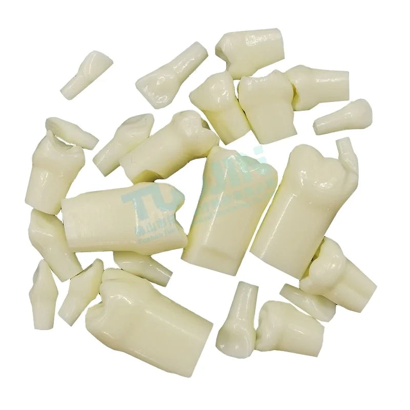 Dental Teeth Model for Dental Technician Practice Preparation Removable Tooth Dentistry Training Model 24pcs Children's Teeth