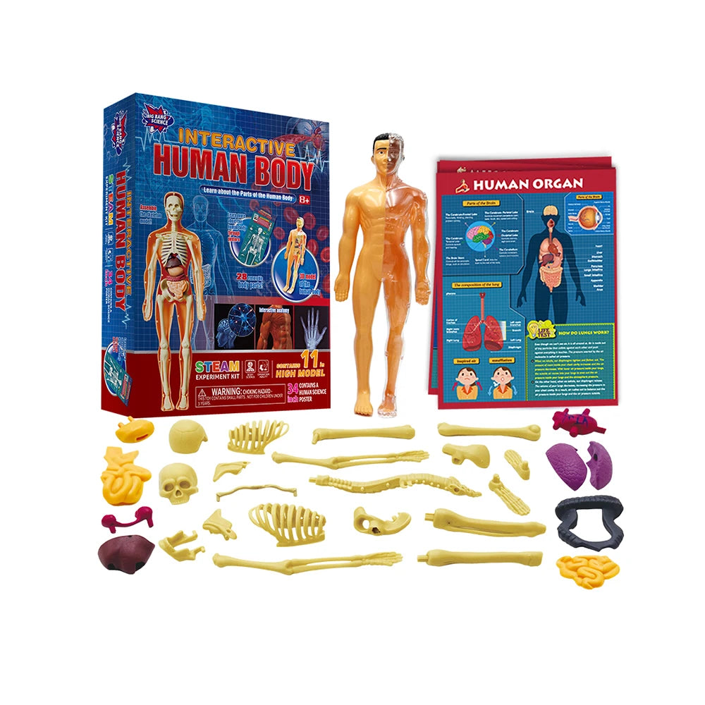 DIY Science Experiment Kit Educational Human Body Anatomy STEM Toy for Kids Ages 8+ Wholesale