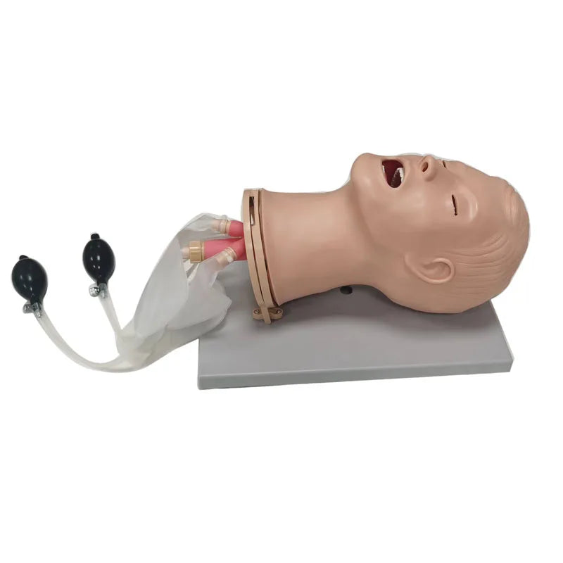 Medical Training Model Human Airway Manikin Fully Functional Airway Management Model
