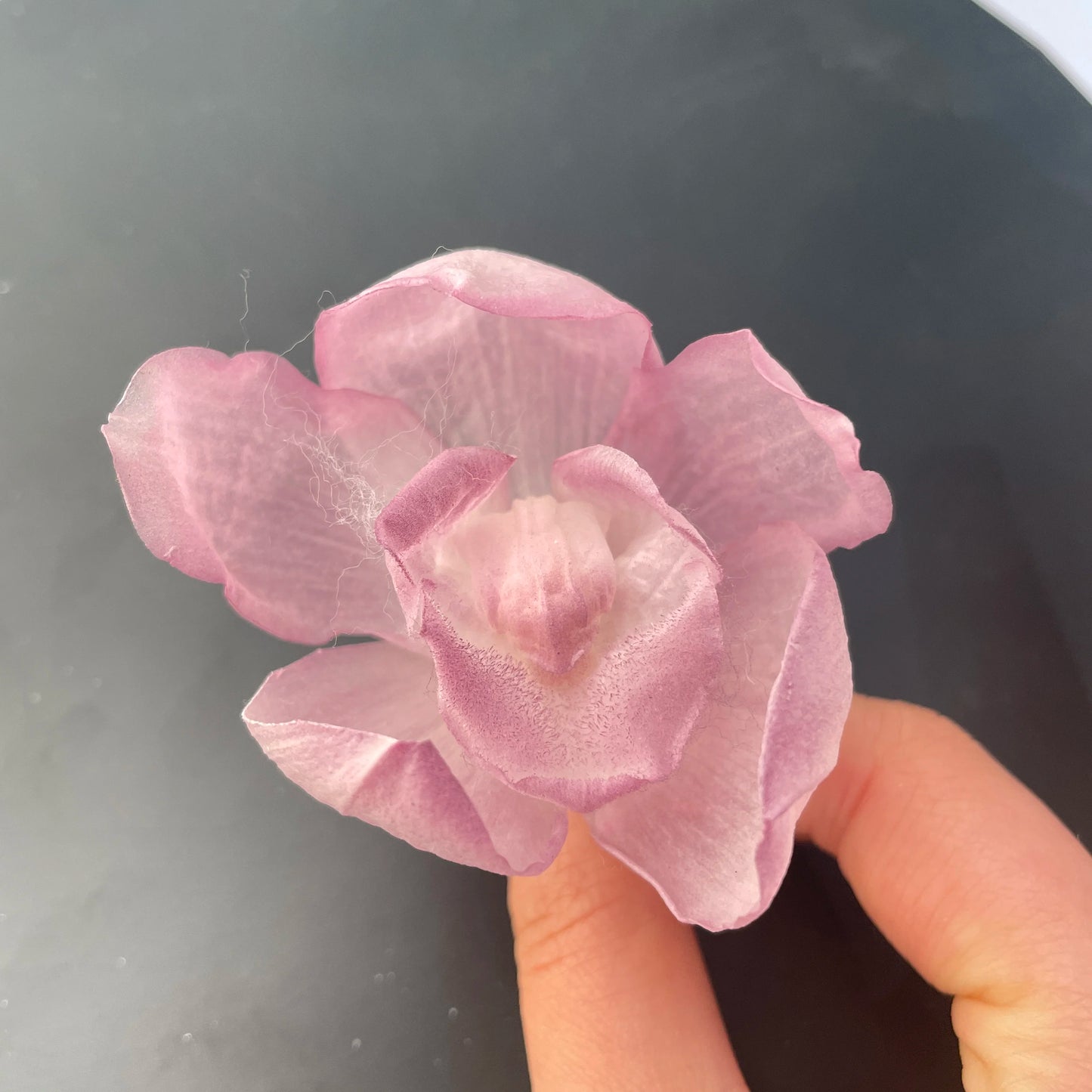 Wholesale Eternal Real Orchid Flower Preserved Flowers Last Long Year for Wedding Home Party Mother's Day Christmas Decoratio