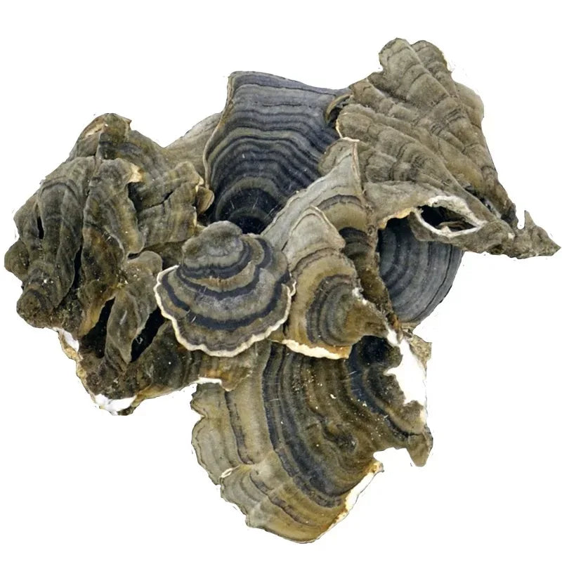 Xanadu Turkey Tail Wild Mushroom Dried Flavor Herb Tea for Tincture Extract Capsules Coriolus Versicolor
