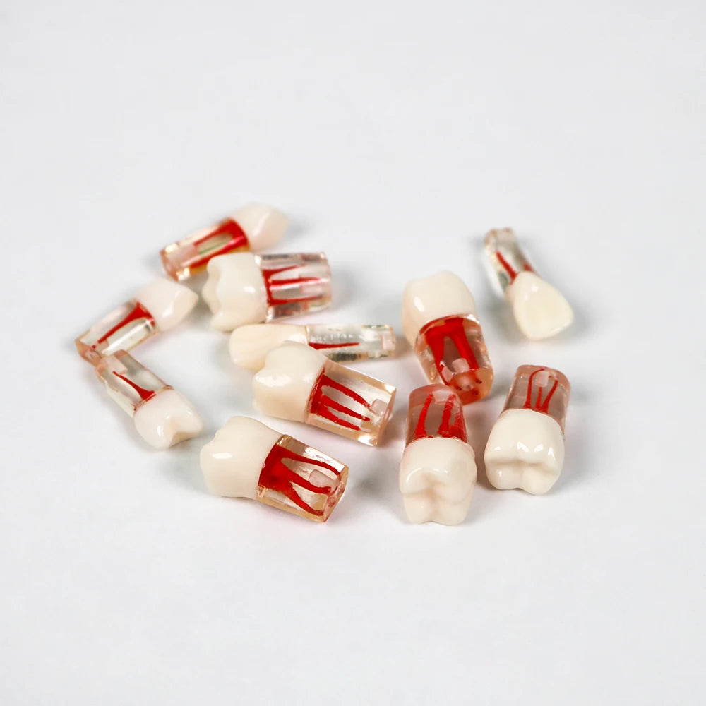Dental Endodontic RCT Tooth Model Dentist Teach Study Endo Practice Teeth Root Canal Training Models