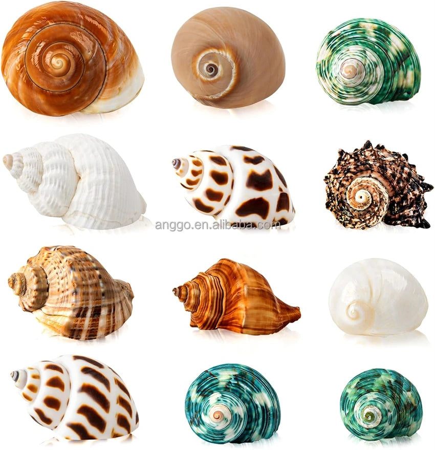 12PCS Natural Growth Turbo Small Medium Large Saltwater Supplies Beach Decor Hermit Crab Shell Conch Sea Shells Seashell