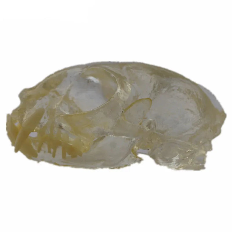 Medical Science Education Model Transparent Cat Dentition Teeth Model Dental Model for Teaching
