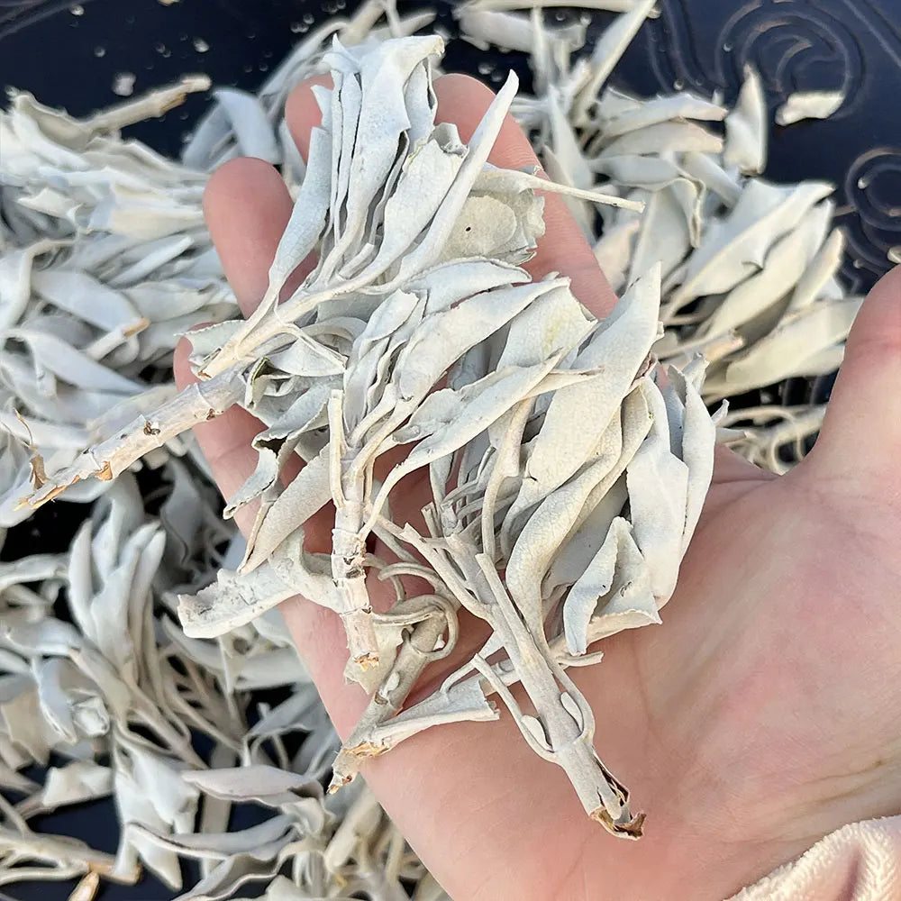 Organic California White Sage Loose Leaves Salvia Apiana Clusters Sustainably Grown Sage Incense Bulk