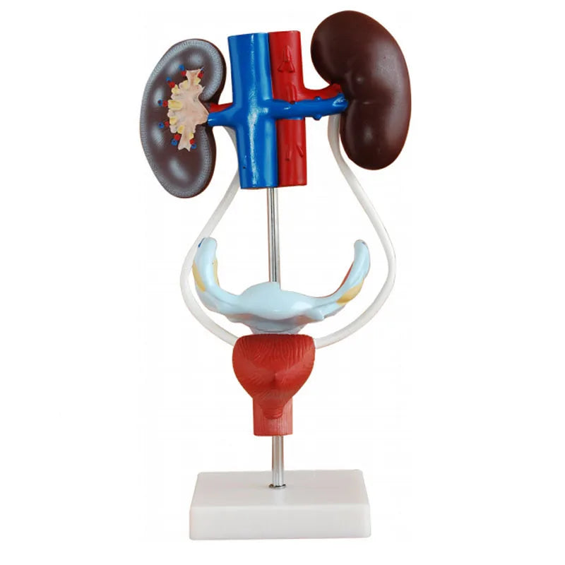 Biological Model Teaching Aids Anatomical Female Vagina Female Urogenital System Model