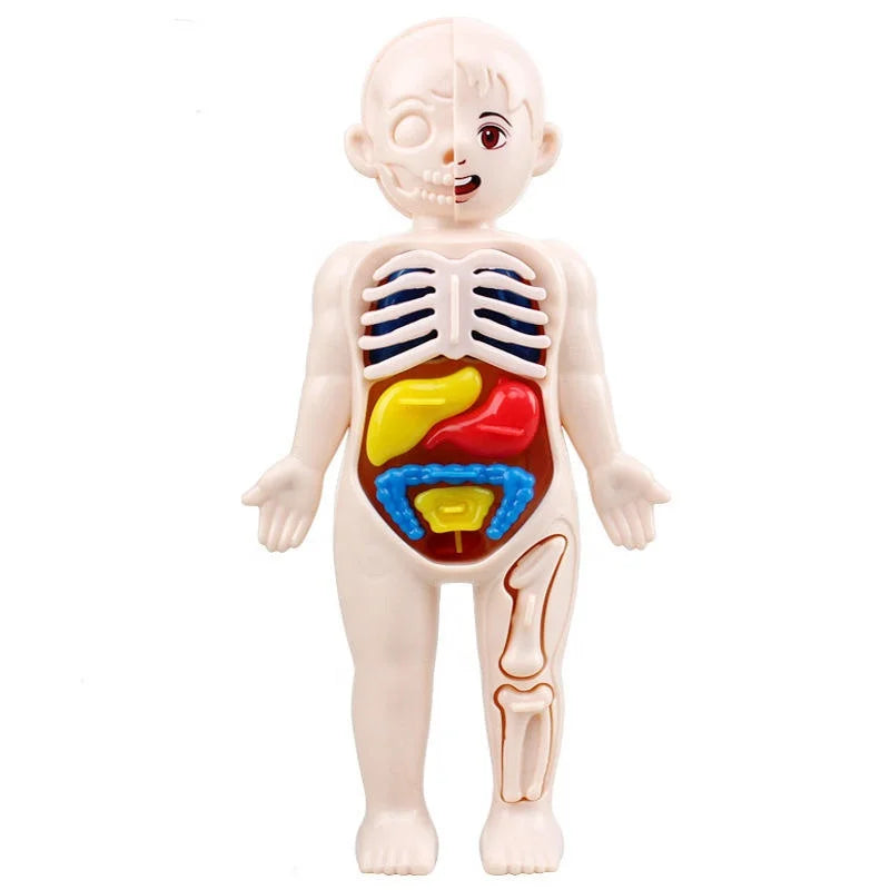 JS Kid Montessori 3D Puzzle Human Body Anatomy Model Educational Learning Organ Assembled Toy Color Box Packaging