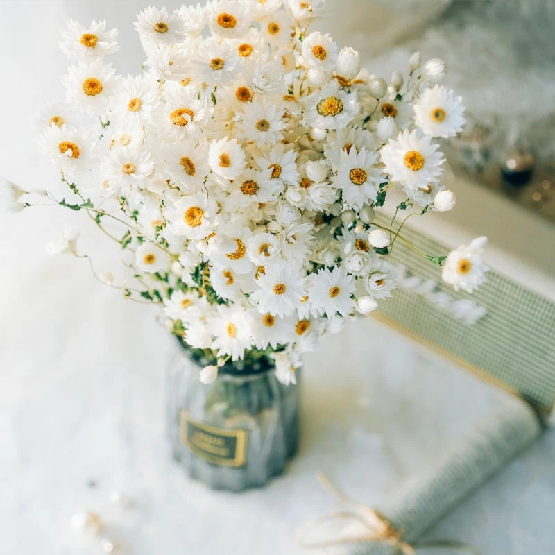 Wholesale Ins Popular Real Natural Dried Flowers Plants Everlasting Daisy Dried Rhodanthe for Diy Craft Home Wedding Decor