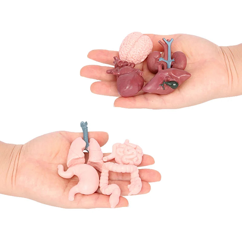 Wholesale Solid PVC Model Animal Figurines Organ Toys Figures