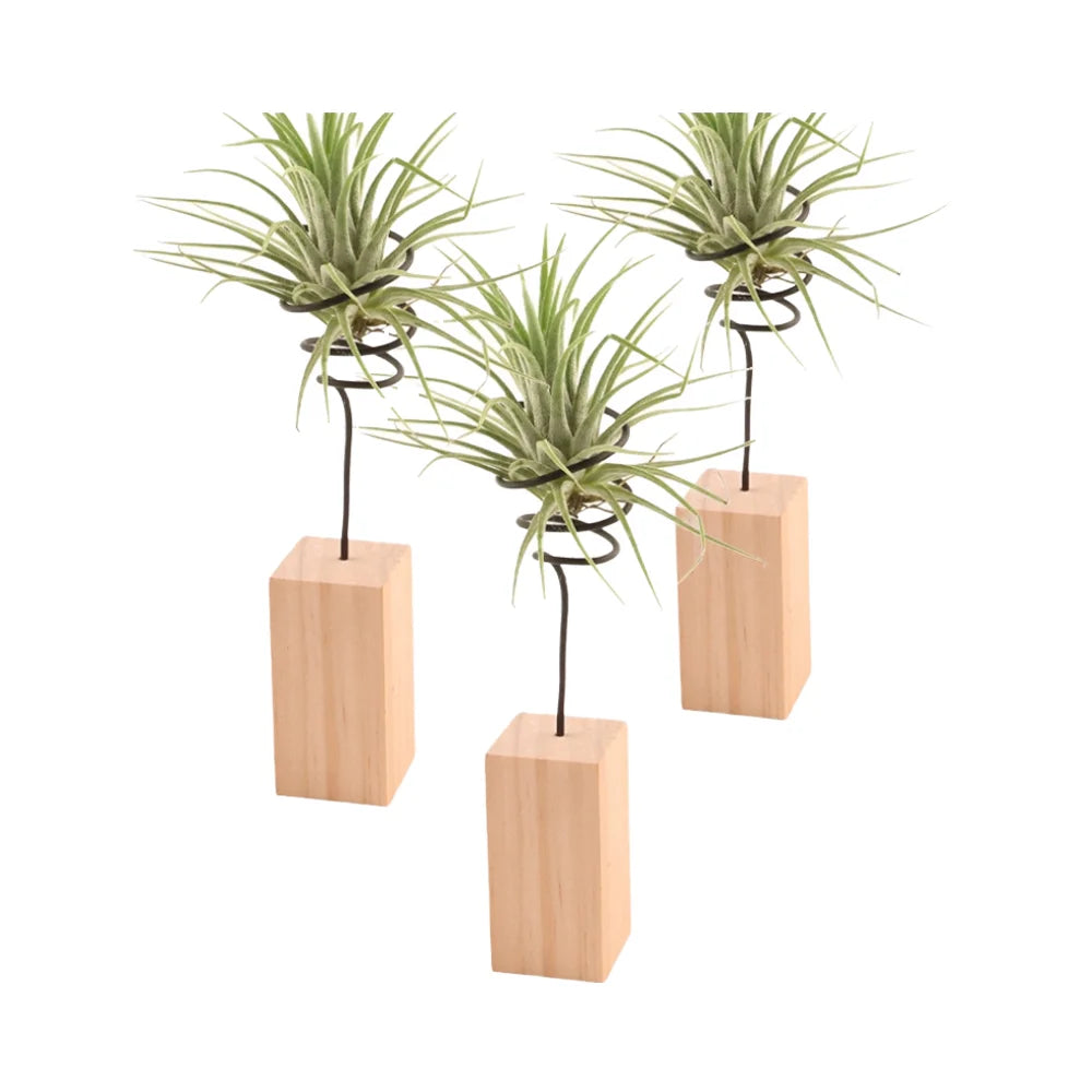 Nordic Minimalist Wood Base Flower Rack Air Plant Bracket with Pineapple Accessories Soilless Desktop Ornament for Home Decor