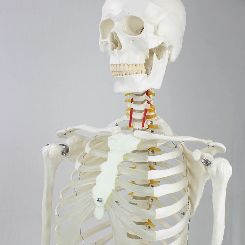 Factory Direct Supply Teaching Model Skeleton PVC Skull Model Human Life Size