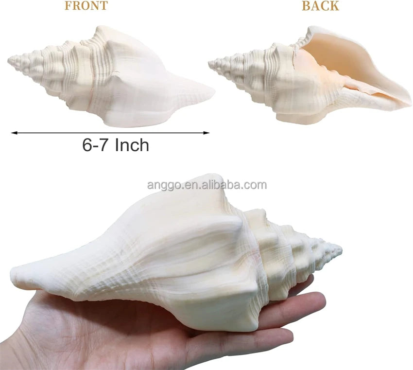 Wholesale Handicraft Raw Materials Specimen Gift Table Decoration Specimen Landscaping Flower Pots Ornament Conch Shells