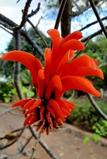 ARBOL CORAL para JOYERÍA ceibo erythrina caffra 10 semillas - seeds