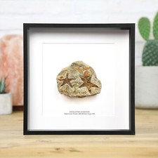 Petraster Estrella de Mar Caja Marco Dinosaurio Real Fósil Decoración del Hogar Diseño Interior