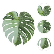 6 piezas hojas de Monstera artificiales reutilizables para decoración del hogar hoja realista verde