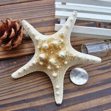 5/25 Piezas Estrella Seca Pez Estrella de Mar Playa Artesanía Boda Fiesta Decoración del Hogar Regalo