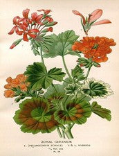 Cartel decorativo.Diseño de arte interior habitación hogar.Genario.Flor.Naturaleza.7847