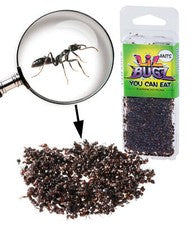 Hormigas negras comestibles