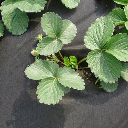 Control Ground Cover Polypropylene Nonwoven Fabric pp Spunbond Non Woven Fabric pp Non Woven Fabric for Agricultural Use