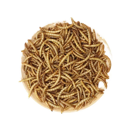 EU GMP+ Certified 100% Pure Mealworm Powder Dry Dried Food with No Additives