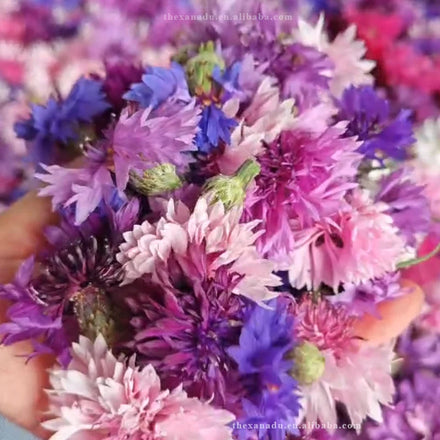 Whole Cornflowers Organic 6 Colors Mix Dried Natural Handmade Centaurea Cyanus for Decoration/Bakery/Tea Bath/Candle Custom Pack