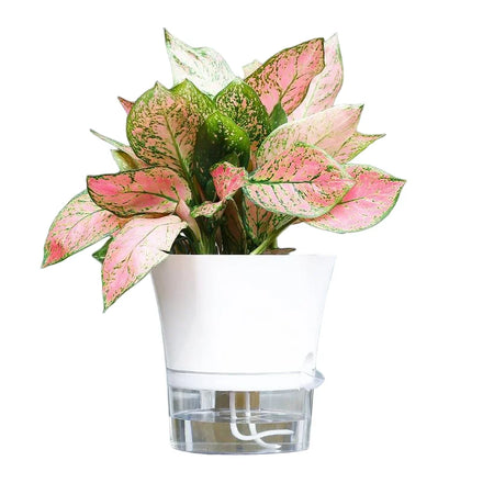 Minimalist Self-Watering Planter with Clear Base- Smart Design for Modern Living