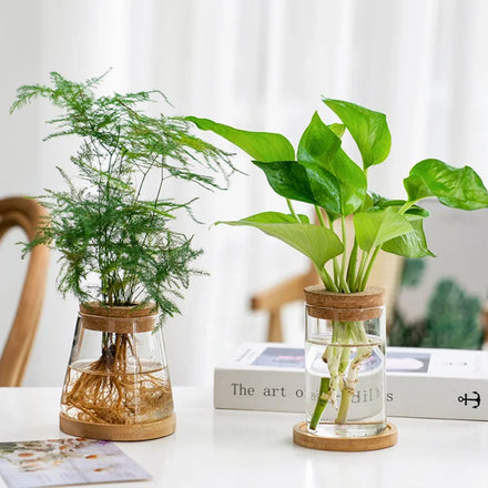 Wholesale Glass Terrarium Jar Cork Lid Home Decor Garden Gift Plant Propagation Station Kit for Plant Flower Pots Planters