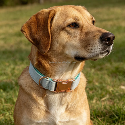 Comfortable Breathable Dog Collar Made From Luxury Velvet Material with Gold Buckle Light Green for Small and Big Dog in Stock
