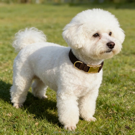 Petkaa in Stock Popular Luxury Dog Collar and Leash Sets Brown Velvet Harness Dog Accessories Custom Logo Personal in Stock