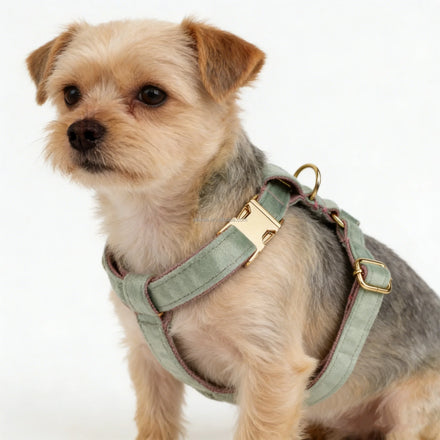 Pet Accessories Luxury Green Velvet Dog Harness Set with Poop Bag and Flower in Stock Directly Sell Pet Product Manufacturer