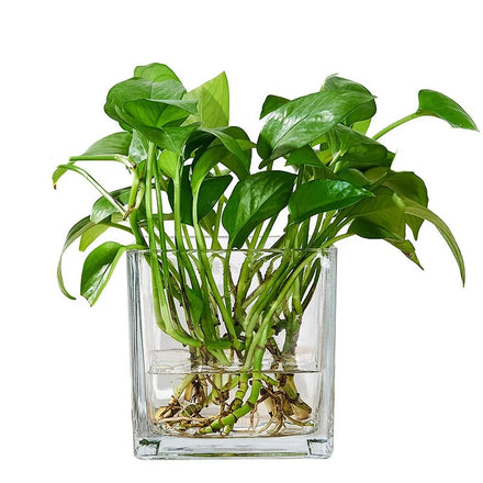 Wholesale Nordic Small Clear Cylinder Glassware Crystal Glass Clear Hydroponic Plant Home Decoration Square Cube Flower Vase