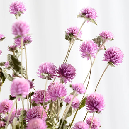 Cheap Dried Flowers 50 Heads Dried Natural Long Lasting Dry Flowers Natural Decoration Gomphrena for Dried Flower Arrangement
