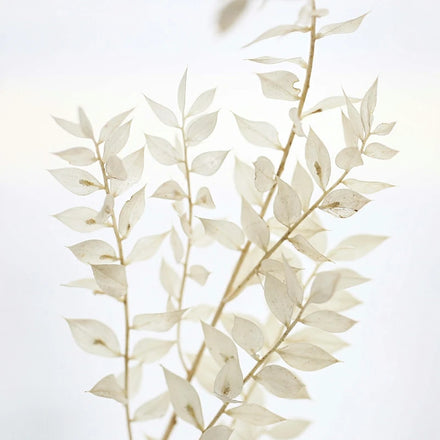 Wholesale Eternal Forever Immortal Natural Preserved Dried Foliage Dried Flowers and Plants Preserved Ruscus Dried Ruscus