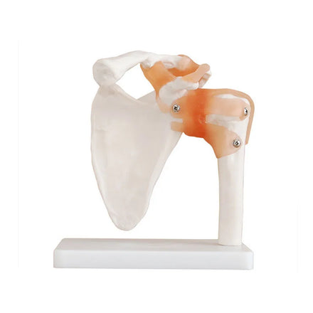 Medical Teaching Skeleton Series Life Size Shoulder Joint with Ligaments for Medical School