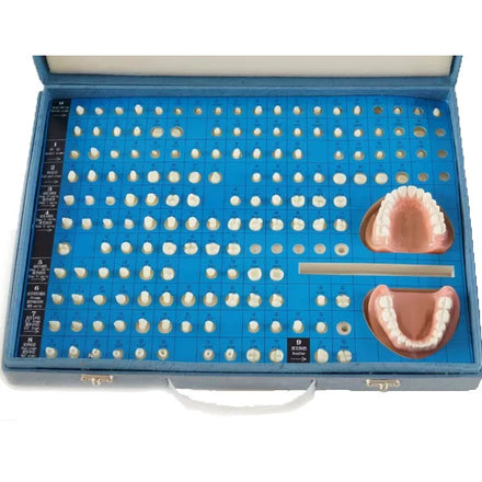 Dental Teeth Preparation Model for Operative Dentistry and Prosthodontics