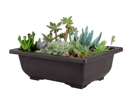 Ebay Hot Sale China Factory Wholesale Cheap Buy Maceta Para Bonsai