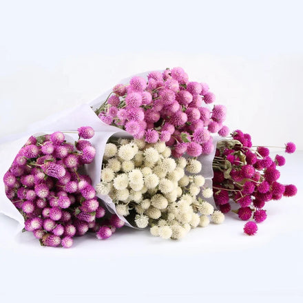 O-X794 Wholesale High Quality Dried Flower Bouquet Strawberry Gomphrena Globosa Home Wedding Decor Dry Flower Globe Amaranth
