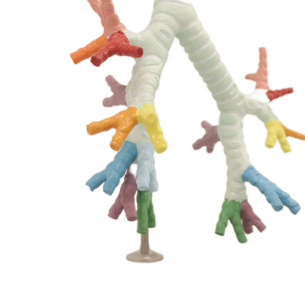 High Quality & Best Price Life Size Advanced PVC Teaching Demonstration Expansion Model of the Cartilages LarynxORTHOCARE Brand
