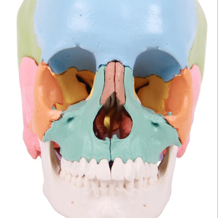 Hot Selling PVC Medical School Skeleton Model Human Life Size White Skull for Students to Understand Human Structure-ORTHOCARE