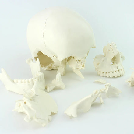 Factory Direct Price Human Skeleton Model PVC Human Life Size Medical School Teaching Skull Model