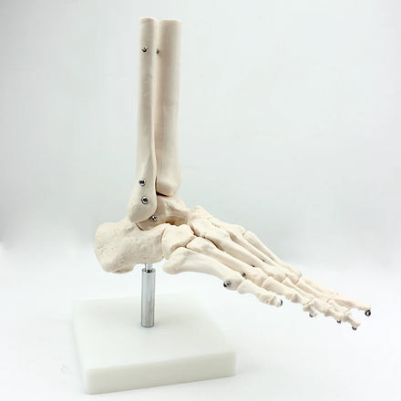 Factory direct Middle and high school biology study Elbow Joint bone model