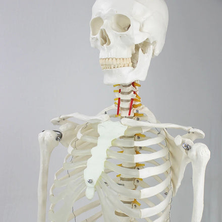 Factory Direct Supply Teaching Model Skeleton PVC Skull Model Human Life Size
