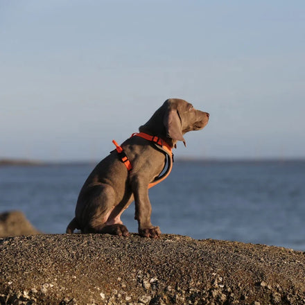 Truelove Wholesale Breathable Pet Dog Harness Outdoor Nylon Reflective Dog Leash Adjustable Training Vest Luxury Pet Accessories
