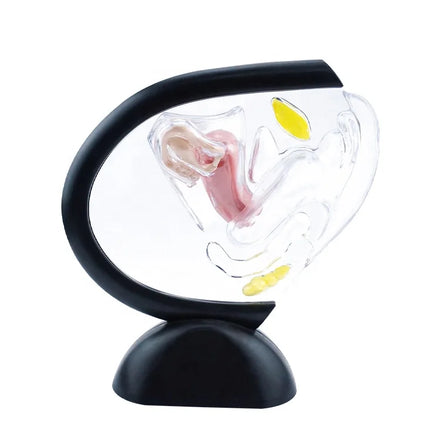 Menstrual Cup Demonstration Model Menstrual Cup Teaching Transparent Uterus Model
