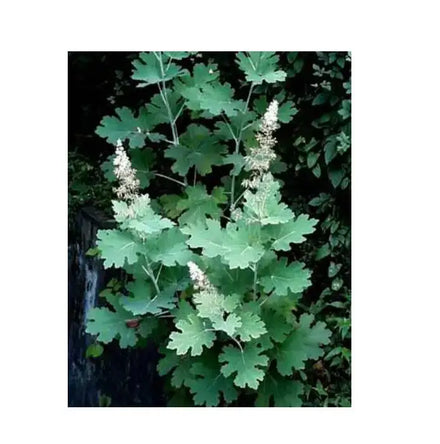 Pure Dried Raw Macleaya Cordata Dried Stem Leaf Macleaya Cordata Roots for Herb