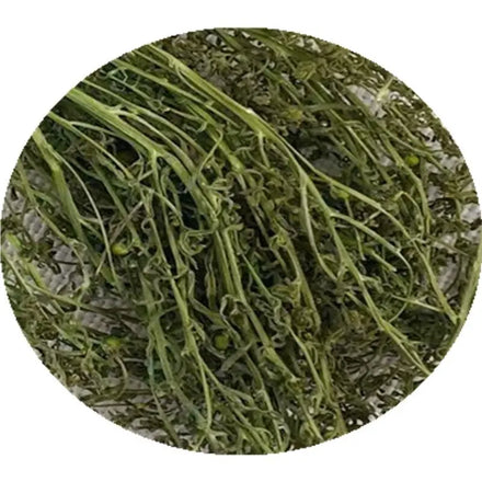 Herb Plant in Bulk Dried Raw Natural Wild Thesium Chinense Cuts for Sale